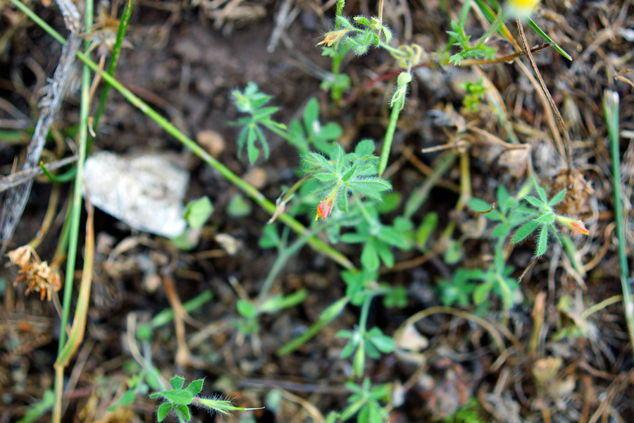 Lotus hispidus / Ginestrino ispido